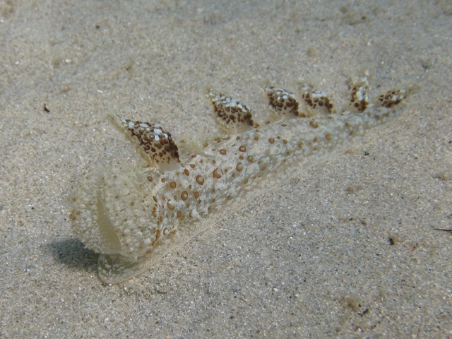 Mollusca - Melibe viridis (Kelaart, 1858)